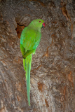 Ring-necked Parakeet 